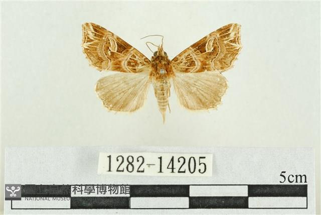 弧角散紋夜蛾藏品圖，第1張