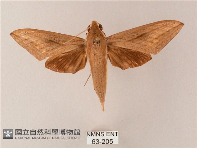 直翅斜紋天蛾藏品圖，第1張