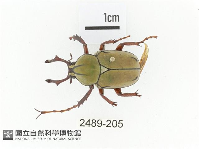 臺灣角金龜藏品圖，第1張