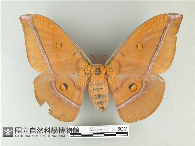 紅目天蠶蛾藏品圖，第1張