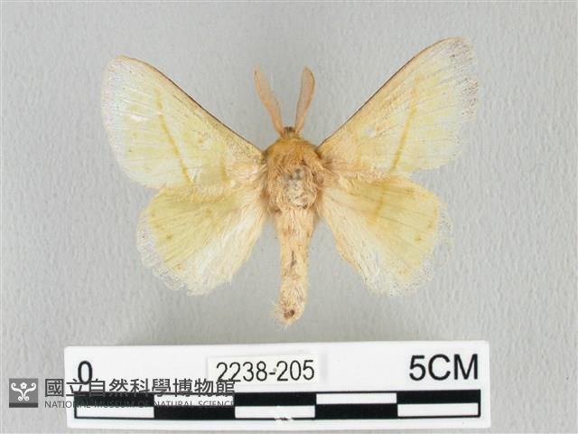 青枯葉蛾藏品圖，第1張