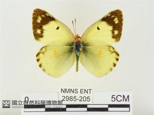 紋黃粉蝶藏品圖，第1張