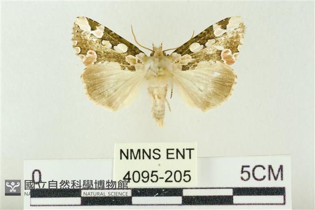 連珠波紋蛾藏品圖，第1張