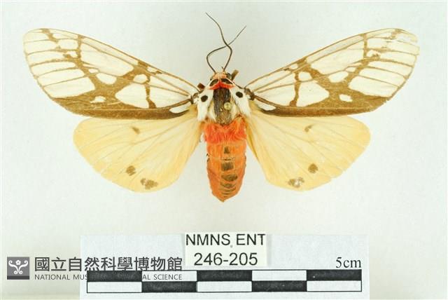 乳白斑燈蛾藏品圖，第1張