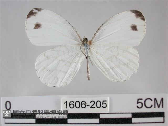 纖粉蝶、黑點粉蝶藏品圖，第1張