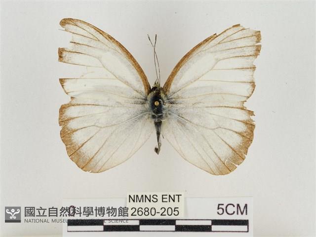 淡褐脈粉蝶藏品圖，第1張