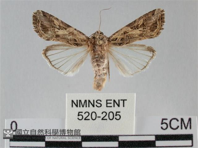 斜紋夜盜蛾藏品圖，第1張
