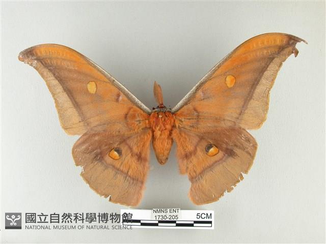 紅目天蠶蛾藏品圖，第1張