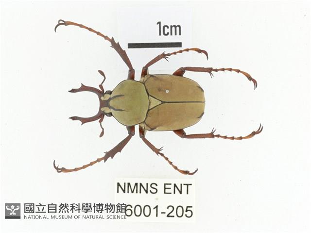 臺灣角金龜藏品圖，第1張