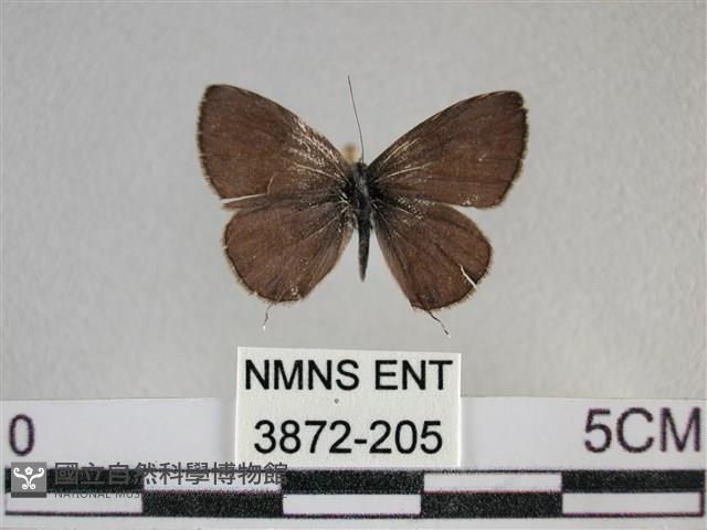 波灰蝶藏品圖，第1張