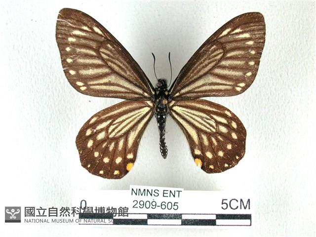 黃星斑鳳蝶藏品圖，第1張