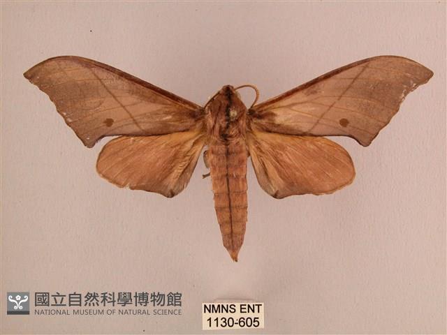 直翅六點天蛾藏品圖，第1張