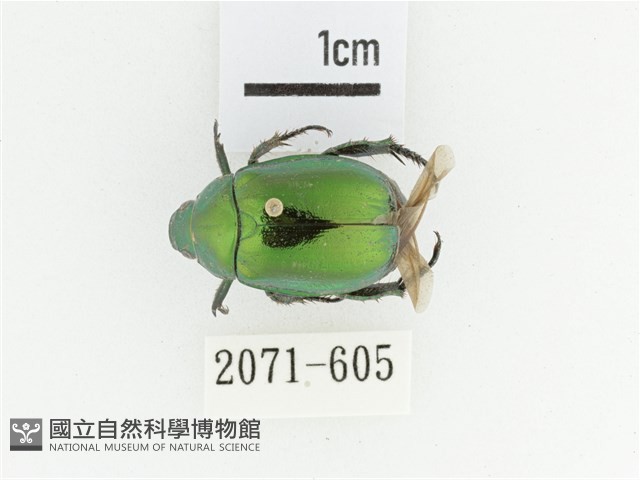 艷金龜藏品圖，第1張