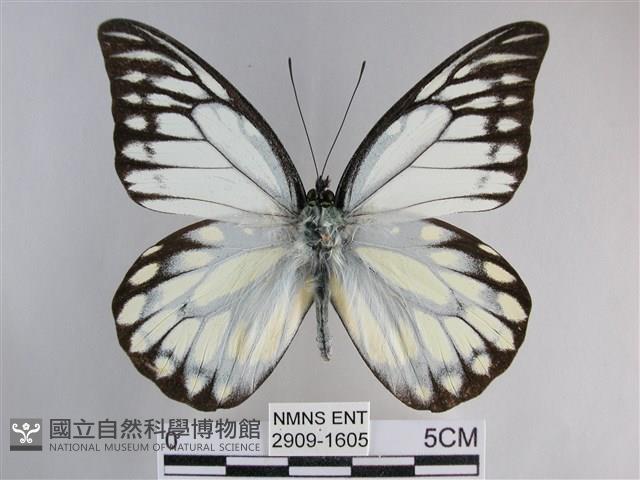 鋸粉蝶藏品圖，第1張