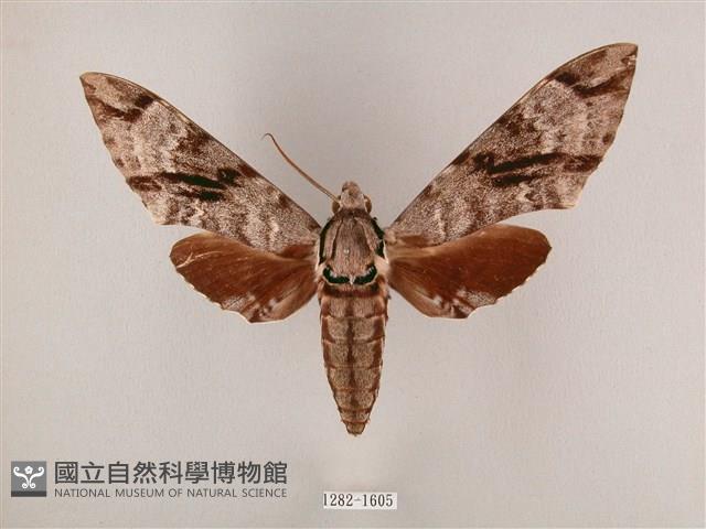 粗斜紋天蛾藏品圖，第1張