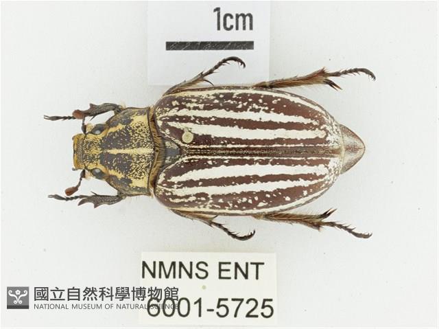 臺灣白條金龜藏品圖，第1張