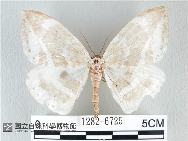 圓翅大鉤蛾藏品圖，第1張