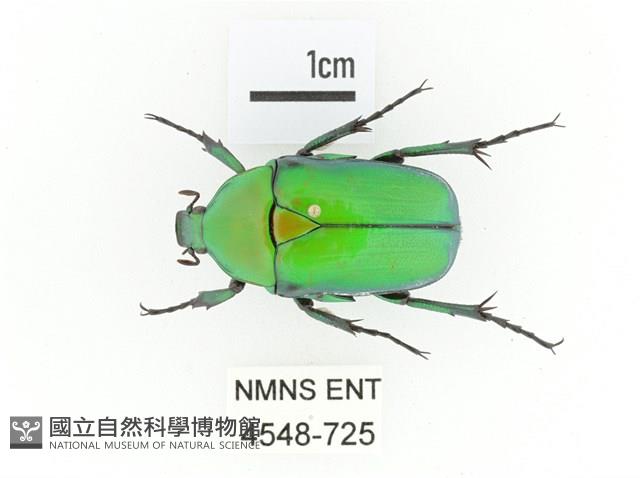 金艷騷金龜藏品圖，第1張