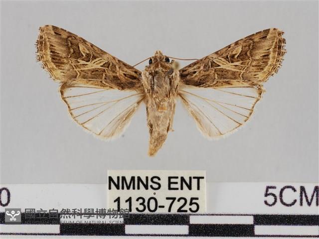 斜紋夜盜蛾藏品圖，第1張