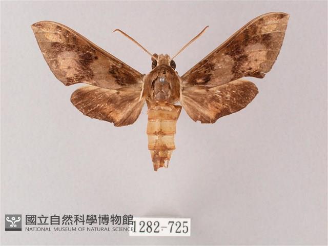 雙斑白肩天蛾藏品圖，第1張