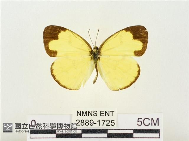 淡色黃蝶藏品圖，第1張