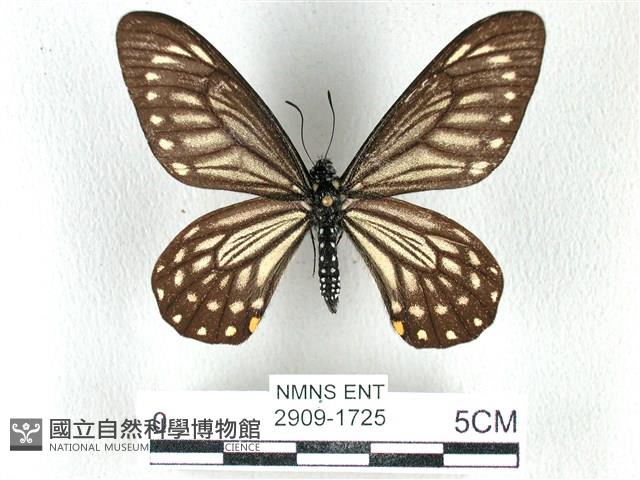 黃星斑鳳蝶藏品圖，第1張