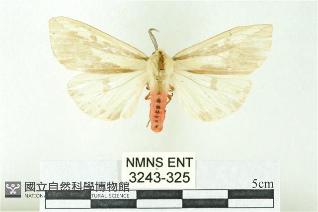 赭新污燈蛾藏品圖，第1張