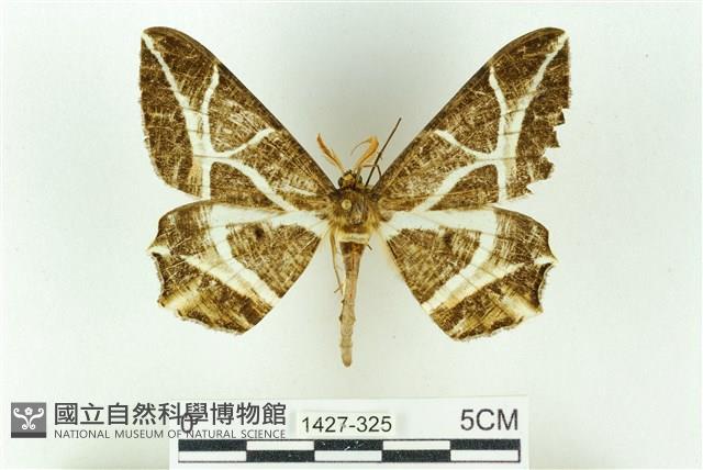 樹形尺蛾藏品圖，第1張