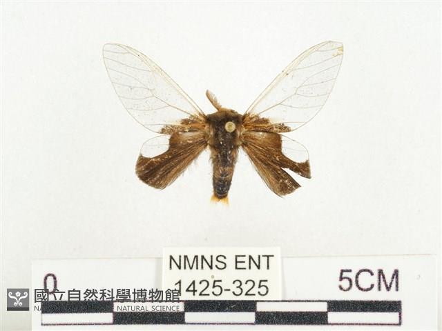 榕透翅毒蛾藏品圖，第1張