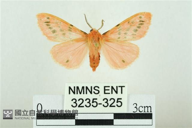 三條橙燈蛾藏品圖，第1張