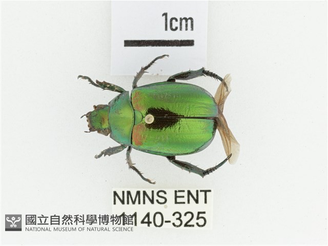 艷金龜藏品圖，第1張