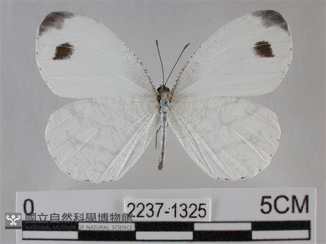 纖粉蝶藏品圖，第1張