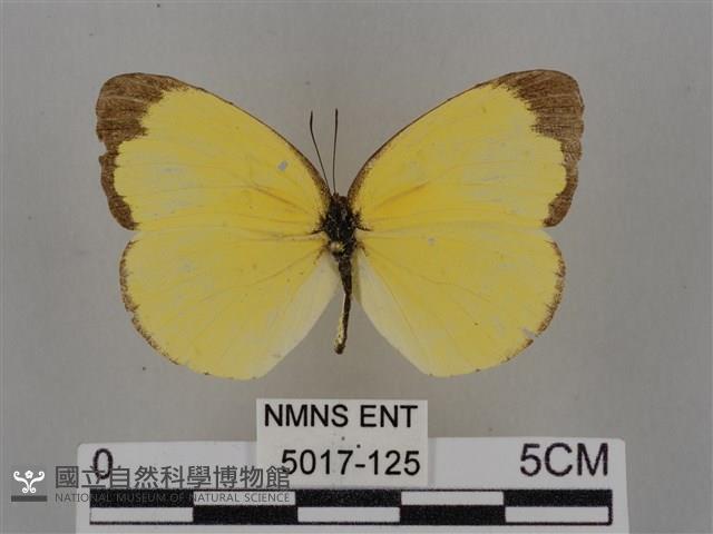 亮色黃蝶藏品圖，第1張