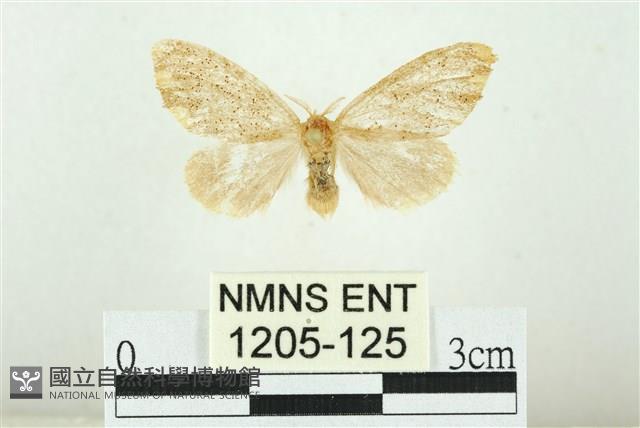 黑翅黃毒蛾藏品圖，第1張
