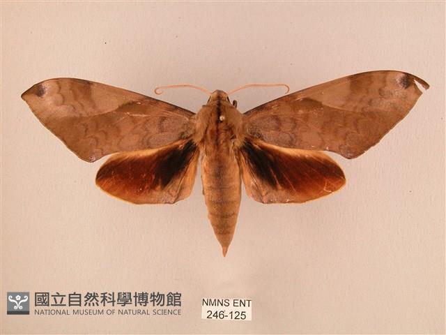 波紋豆天蛾藏品圖，第1張