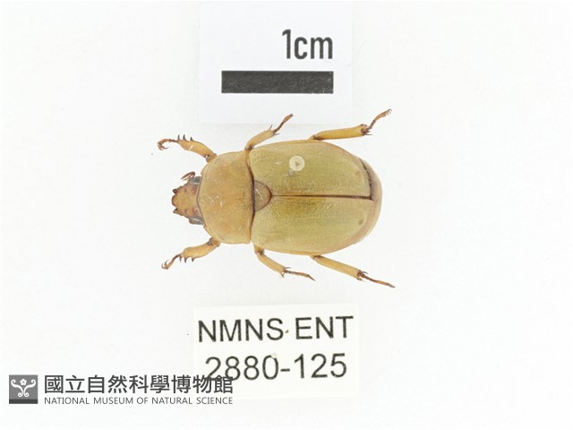 臺灣鍬形金龜藏品圖，第1張
