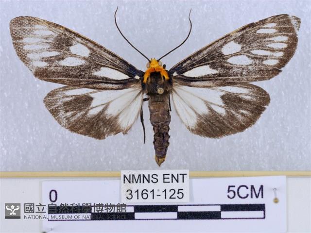 巨網燈蛾藏品圖，第1張