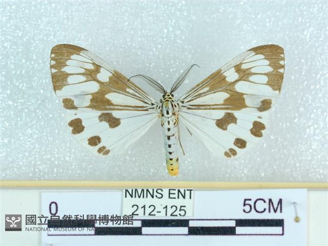 粉蝶燈蛾藏品圖，第1張