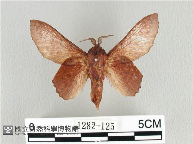 臺灣枯葉蛾藏品圖，第1張