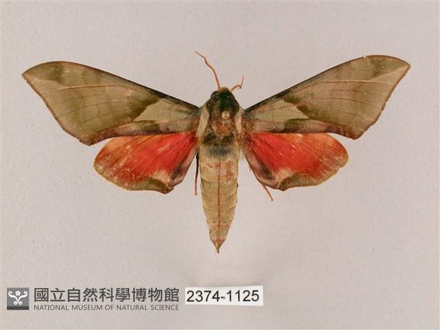 榆綠天蛾藏品圖，第1張