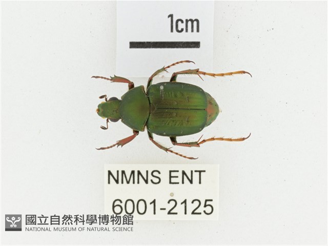 三輪長腳花金龜藏品圖，第1張