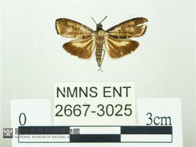 叉紋閃舞蛾藏品圖，第1張