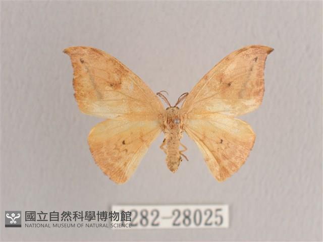 枯葉紋鉤蛾藏品圖，第1張