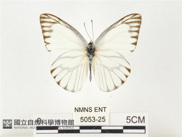 鑲邊尖粉蝶藏品圖，第1張