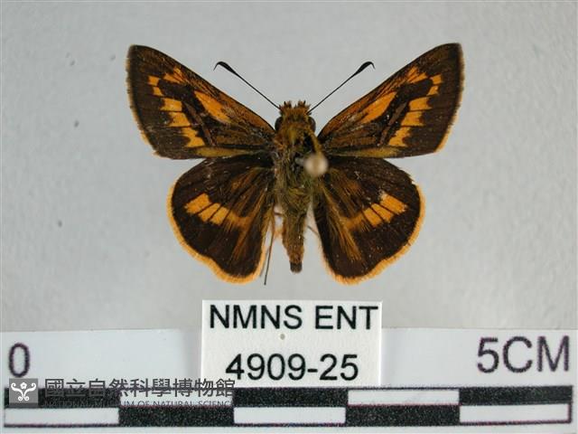 寬邊橙斑弄蝶藏品圖，第1張