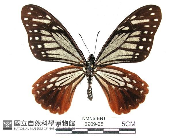 斑鳳蝶藏品圖，第1張