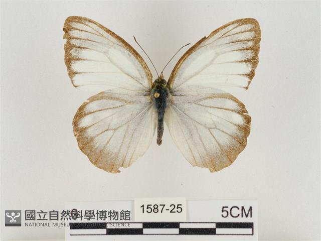 淡褐脈粉蝶藏品圖，第1張