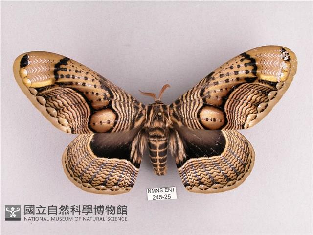 枯球籮紋蛾藏品圖，第1張