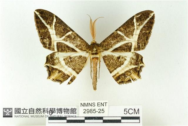 樹形尺蛾藏品圖，第1張