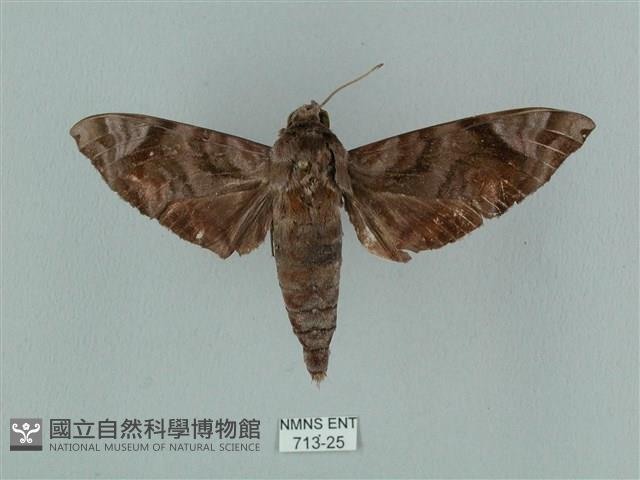 半緣缺角天蛾藏品圖，第1張